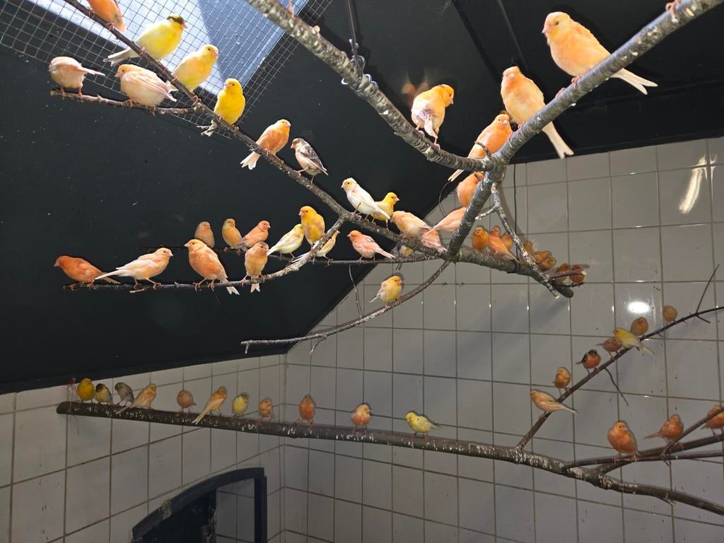 Tekoop Kanaries, Meerdere dieren, Kleurkanarie