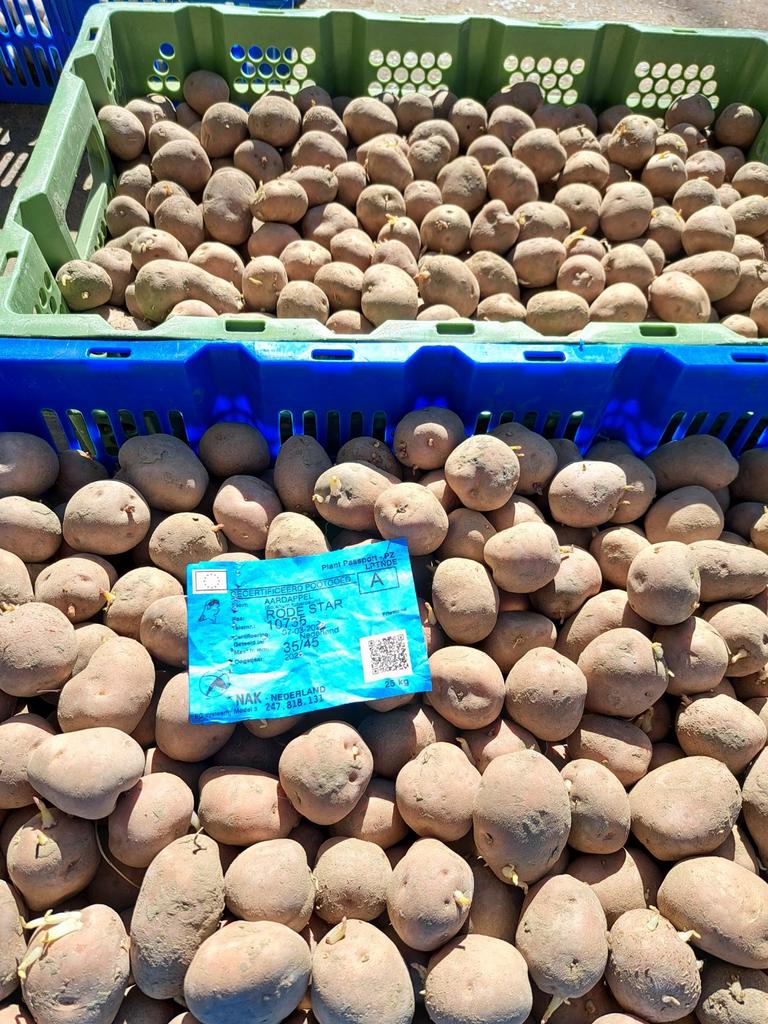 Rode Star pootaardappelen, Ophalen, Volle zon
