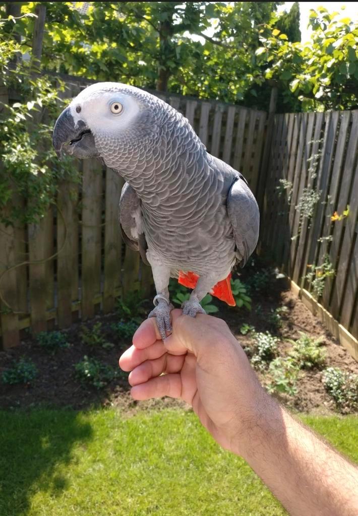 Grijsroodstaart papegaai – goed tehuis gezocht, Dieren en Toebehoren, Vogels | Parkieten en Papegaaien, Papegaai, Mannelijk, Tam