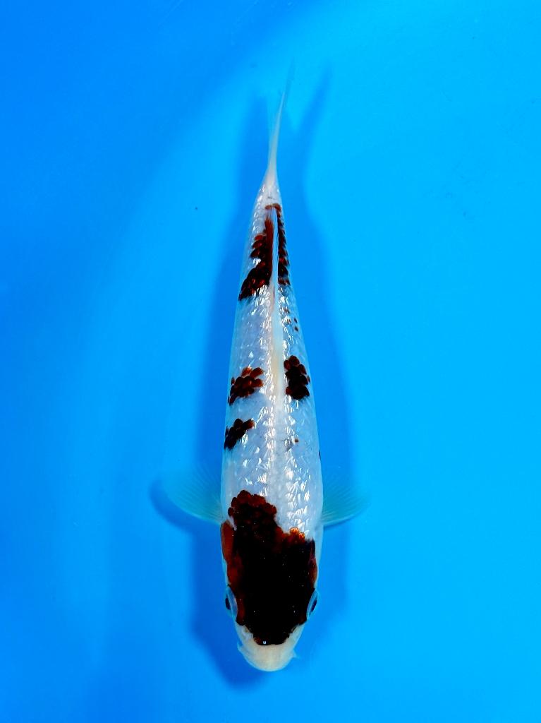 HQ Ginrin Budo Goromo incl Certificaat Marushin Japanse Koi, Karper of Koi