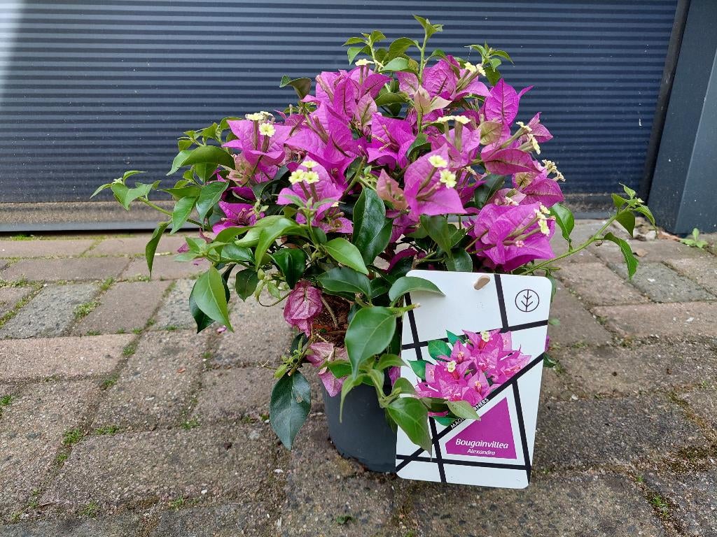 Bougainvillea Glabra 'Alexandra' - Bougainville H: 36 cm., Tuin en Terras, Volle zon, Vaste plant, Zomer, Ophalen