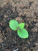 Courgette plantjes  uit eigen kweek  (biologisch), Ophalen