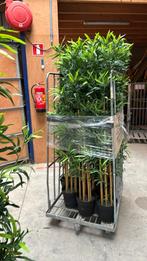 10x  Bamboe Kunstplant 200 cm - Realistisch & Onderhoudsvrij, Ophalen, Nieuw, Binnen