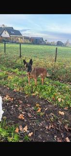 Mechelse heder, Dieren en Toebehoren, Honden | Herdershonden en Veedrijvers, Reu, CDV (hondenziekte), Eén hond, 3 tot 5 jaar