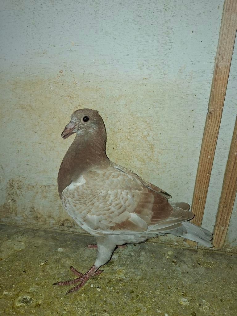 Mooie jonge postduif, Dieren en Toebehoren, Postduif