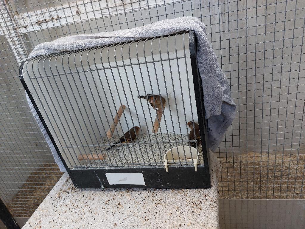 putter bastaarden, Dieren en Toebehoren, Vogels | Kanaries, Meerdere dieren, Bastaard