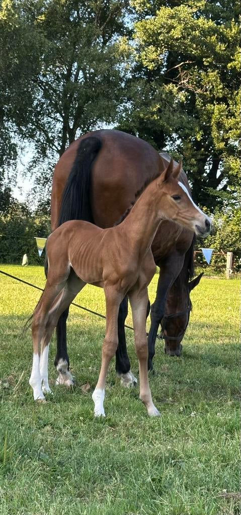 Fokmerrie, Merrie, 165 tot 170 cm, Springpaard, 11 jaar of ouder