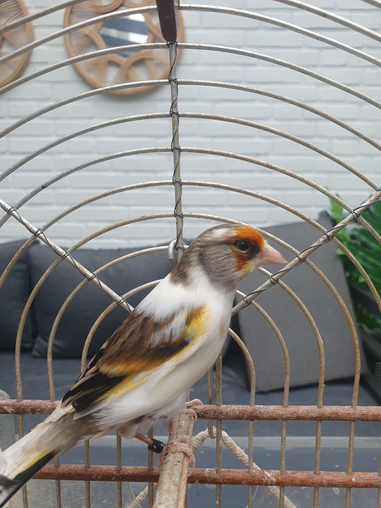 bonte bastaard putter man, Mannelijk, Wildzangvogel