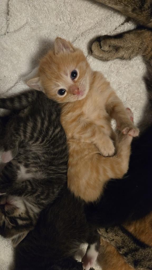 Lieve kittens, Dieren en Toebehoren, Katten en Kittens | Raskatten | Korthaar, Meerdere dieren, Ontwormd