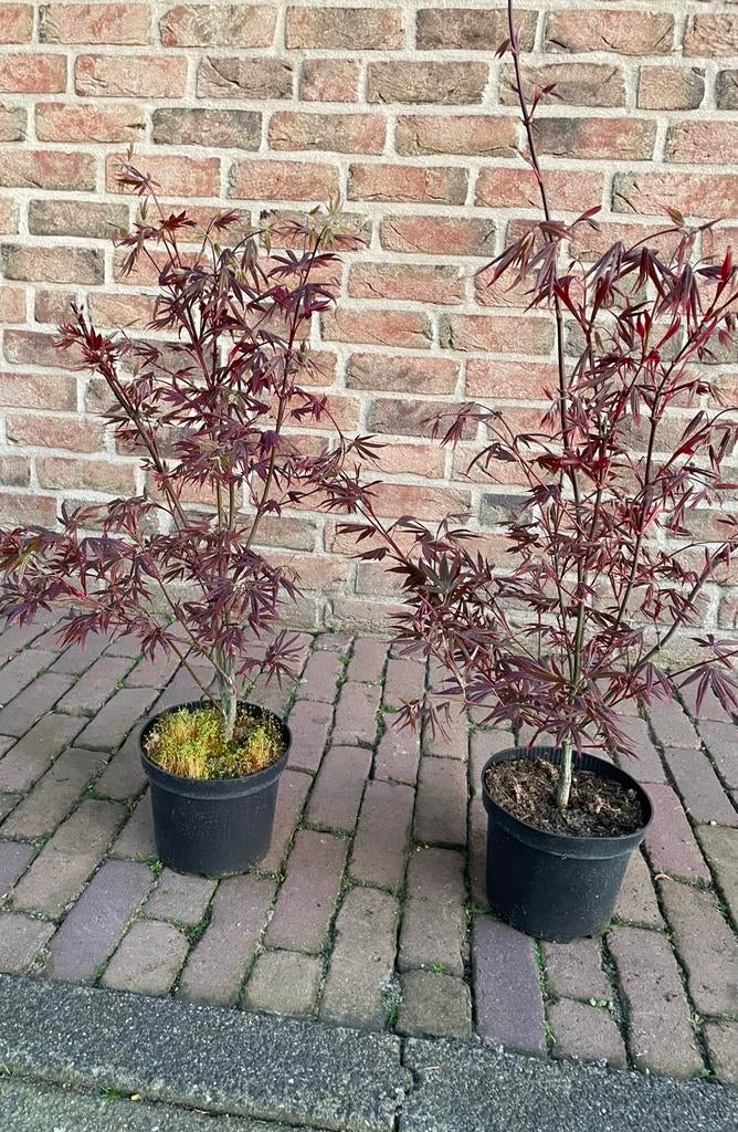 Voorjaarspracht, Ophalen, Vaste plant, Overige soorten, Volle zon