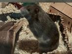 Hamster + toebehorenn, Hamster, Maart, Mannelijk, Tam