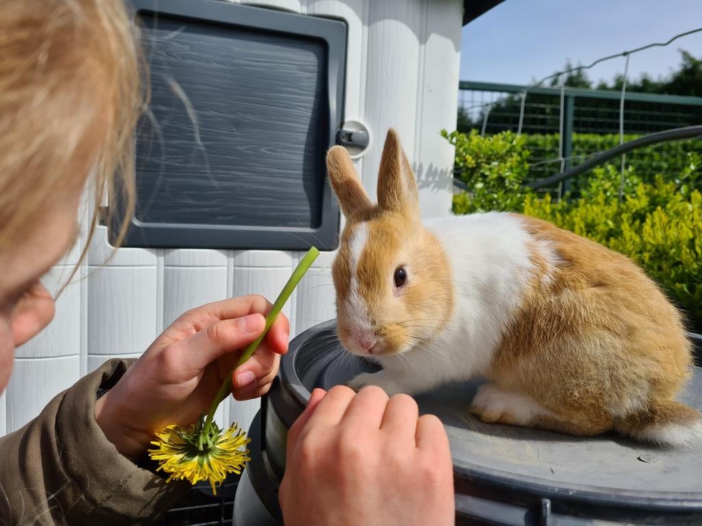 Jong tam konijntje te koop, Dieren en Toebehoren, Konijnen, Geslacht onbekend, Dwerg, 0 tot 2 jaar