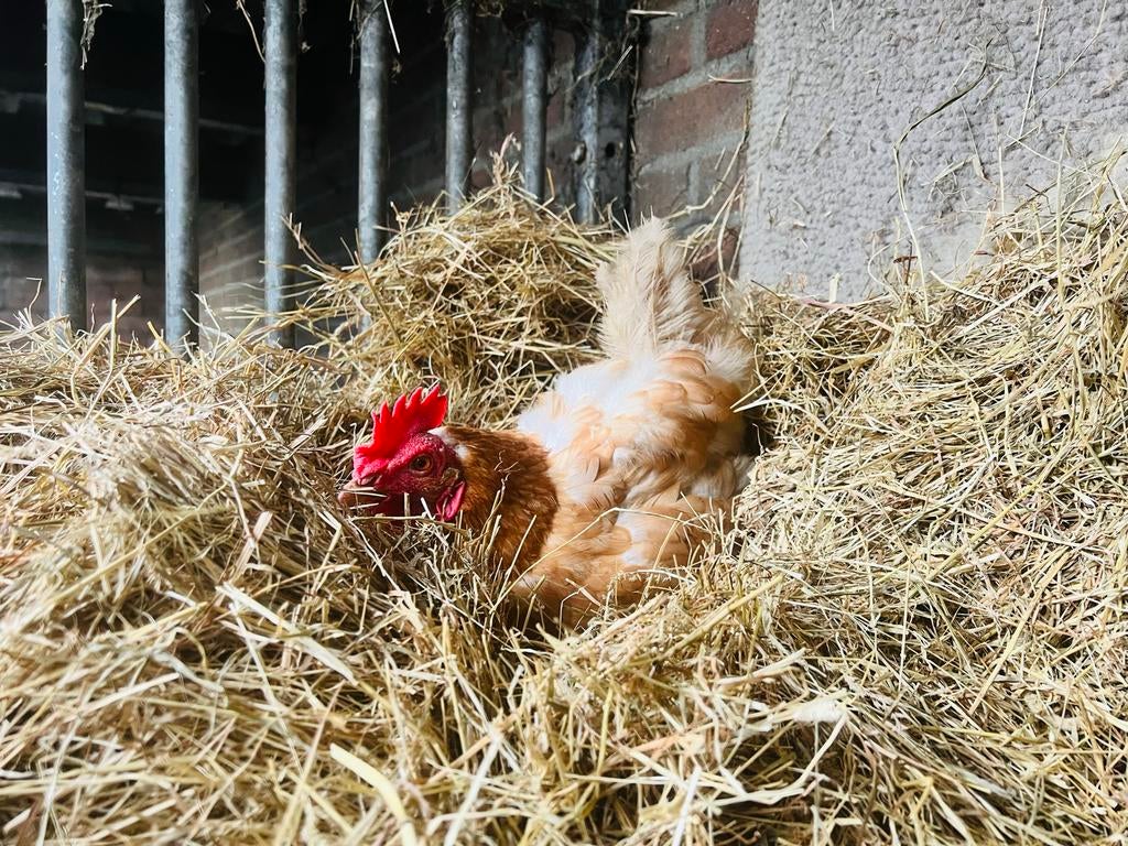 Hugo’s eieren, Ophalen of Verzenden