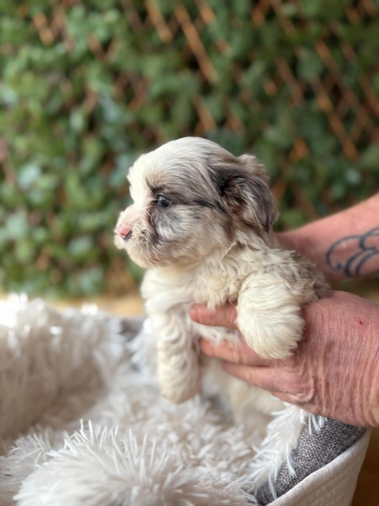 Leuke boomer pups, Overige rassen, 8 tot 15 weken, Parvo, Meerdere