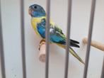 Te koop mooi onverwant koppel Splendids van 2025, Meerdere dieren, Parkiet, Geringd