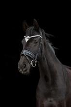 Te koop merrie uphill x jazz, Dieren en Toebehoren, Paarden, Merrie, Dressuurpaard, 11 jaar of ouder, 165 tot 170 cm