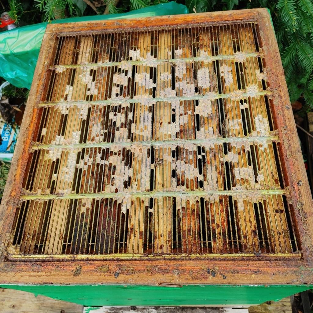 bijenkast
Nederlandse simplex, Bijen