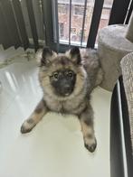 Te koop aangeboden keeshondje puppy 4 maanden, Dieren en Toebehoren, 15 weken tot 1 jaar, Overige rassen, Teef, Parvo