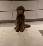 Labradoodle / dekreu / gratis, Reu, Parvo, Eén hond, 3 tot 5 jaar