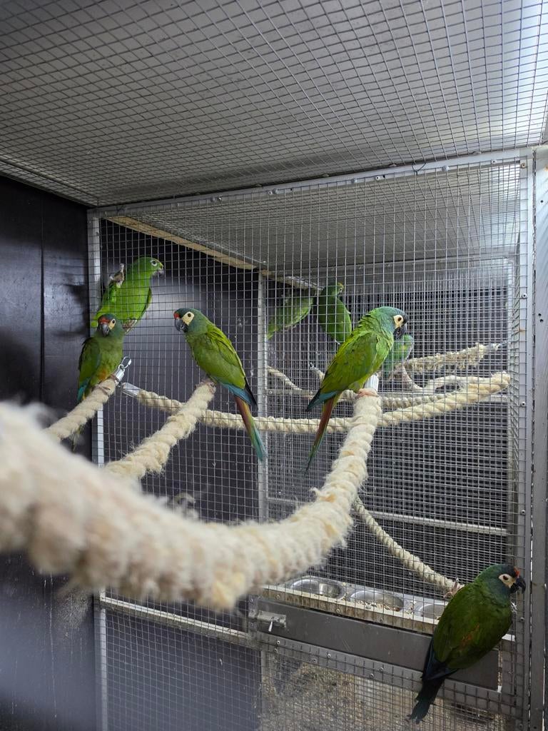 2-2 ara maracana's te koop 2025 onverwand, Dieren en Toebehoren, Vogels | Parkieten en Papegaaien, Meerdere dieren, Papegaai, Geringd
