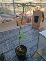Brugmansia stekken, Tuin en Terras, Planten | Bomen, Ophalen, Volle zon, Overige soorten, Minder dan 100 cm