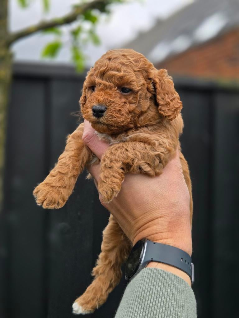 Maltipoo pups F2 reutjes, Dieren en Toebehoren, Honden | Niet-rashonden, 8 tot 15 weken, Meerdere, Meerdere dieren, Klein