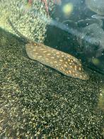 Roofvissen/vissen/aquarium vissen, Dieren en Toebehoren, Vis