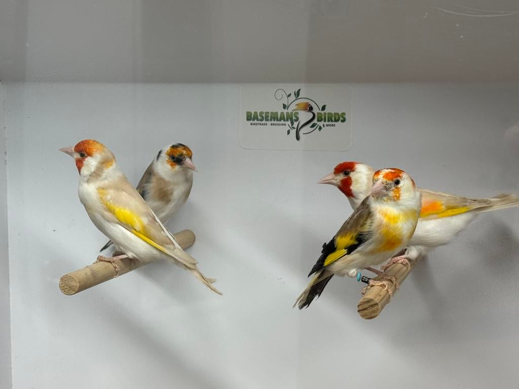 Majoor putters - carduelis carduelis, Dieren en Toebehoren, Meerdere dieren, Wildzangvogel, Geringd