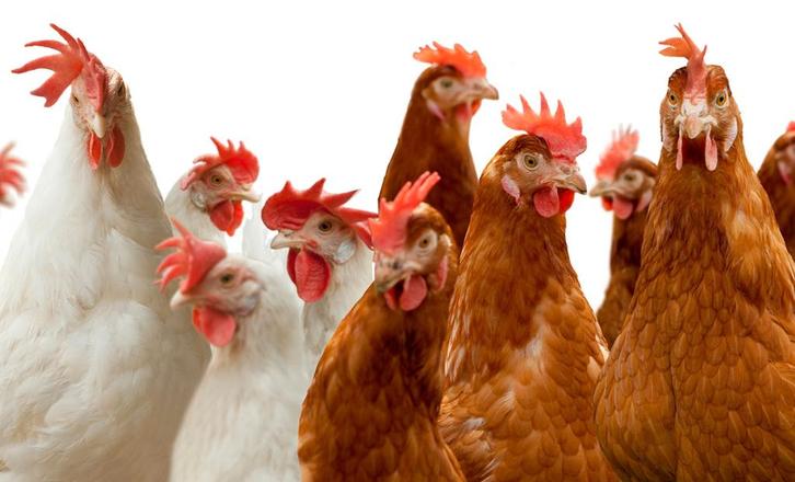 Leghennen /legkippen witte ,bruine en gekleurde., Dieren en Toebehoren, Pluimvee, Kip, Vrouwelijk