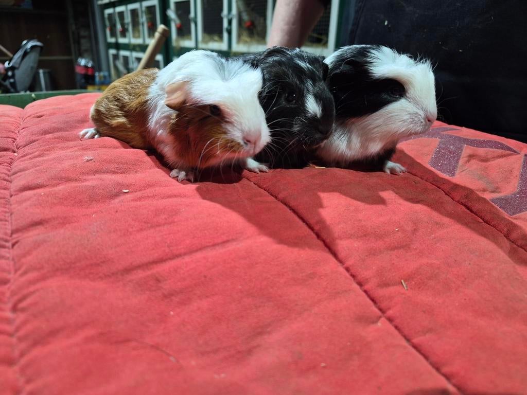 Leuk nestjes cavia's, Dieren en Toebehoren, Knaagdieren, Maart, Vrouwelijk, Cavia