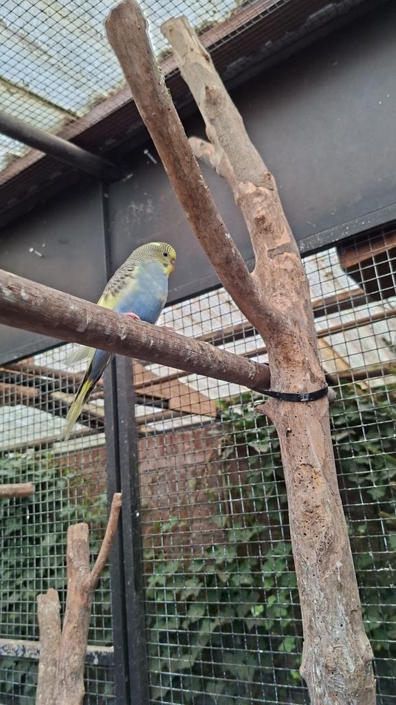 Jonge parkiet, Dieren en Toebehoren, Parkiet