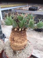 Caudex Euphorbia Tortirama zeldzaam afkomstig Transvaal ZA, Overige soorten, In pot, Minder dan 100 cm, Bloeiende kamerplant