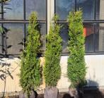 Conifeer | Thuja occ. Brabant, Ophalen, Conifeer, Haag, 100 tot 250 cm