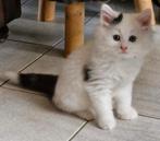 Noorse Boskat kittens mogen verhuizen, Kater, Ontwormd, 0 tot 2 jaar