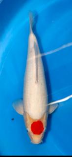 Koi karpers en butterfly koi karpers tekoop., Karper of Koi