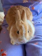 Konijntje 10 weken oud, Mannelijk, Dwerg