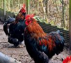 3 Cochin Hanen ?, Dieren en Toebehoren, Mannelijk, Kip