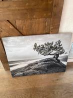 Canvas schilderij boom op rots 100x75x3, Ophalen