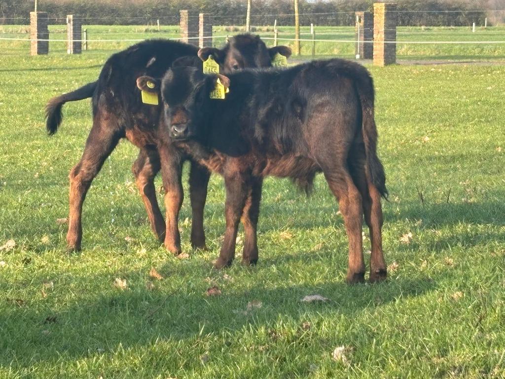 Dahomey mini stier kalf, Meerdere dieren