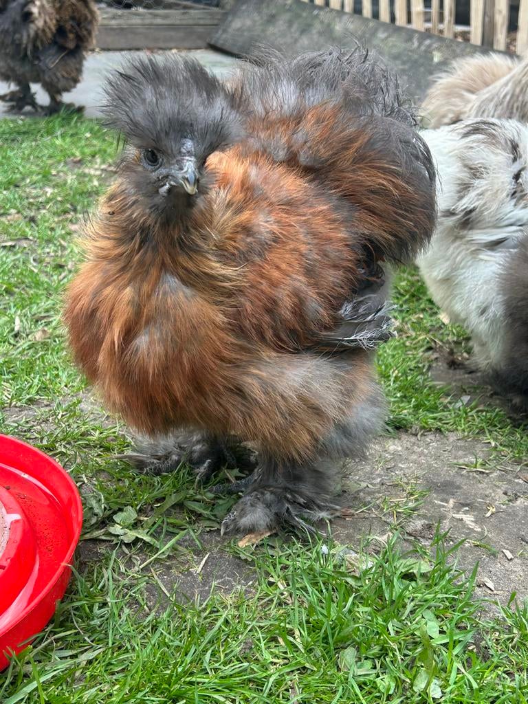 USA zijdehoen haan, Dieren en Toebehoren, Mannelijk, Kip