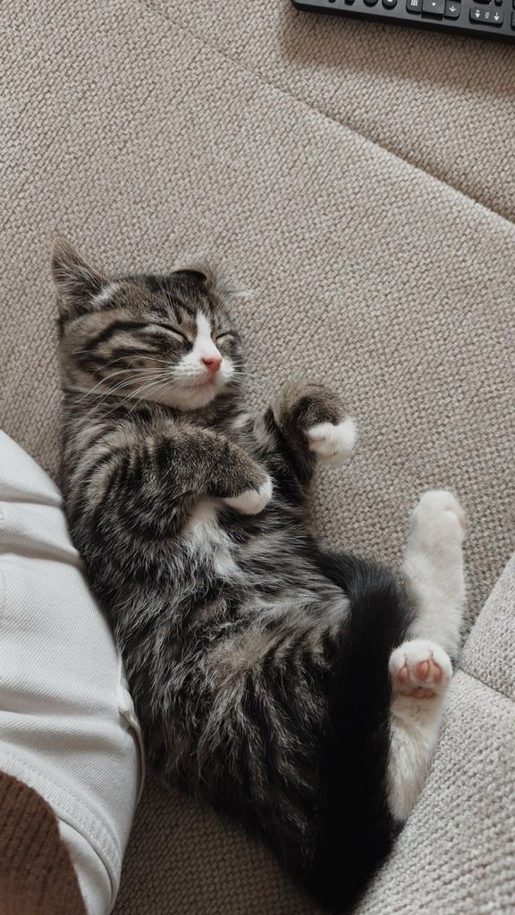 Joep zoekt een vriendje, Dieren en Toebehoren, Katten en Kittens | Overige Katten, Kater, 0 tot 2 jaar