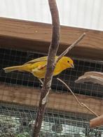 Grote saffraan vink, Dieren en Toebehoren, Vogels | Overige Vogels, Mannelijk, Tropenvogel, Geringd