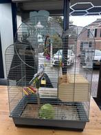 2x tamme parkieten met kooi en toebehoren, Dieren en Toebehoren, Meerdere dieren, Parkiet, Tam