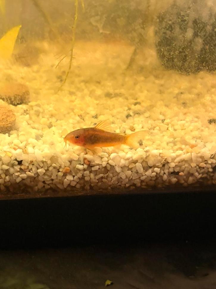 Corydora Red Laser, Dieren en Toebehoren, Vissen | Aquariumvissen, Zoetwatervis, Vis