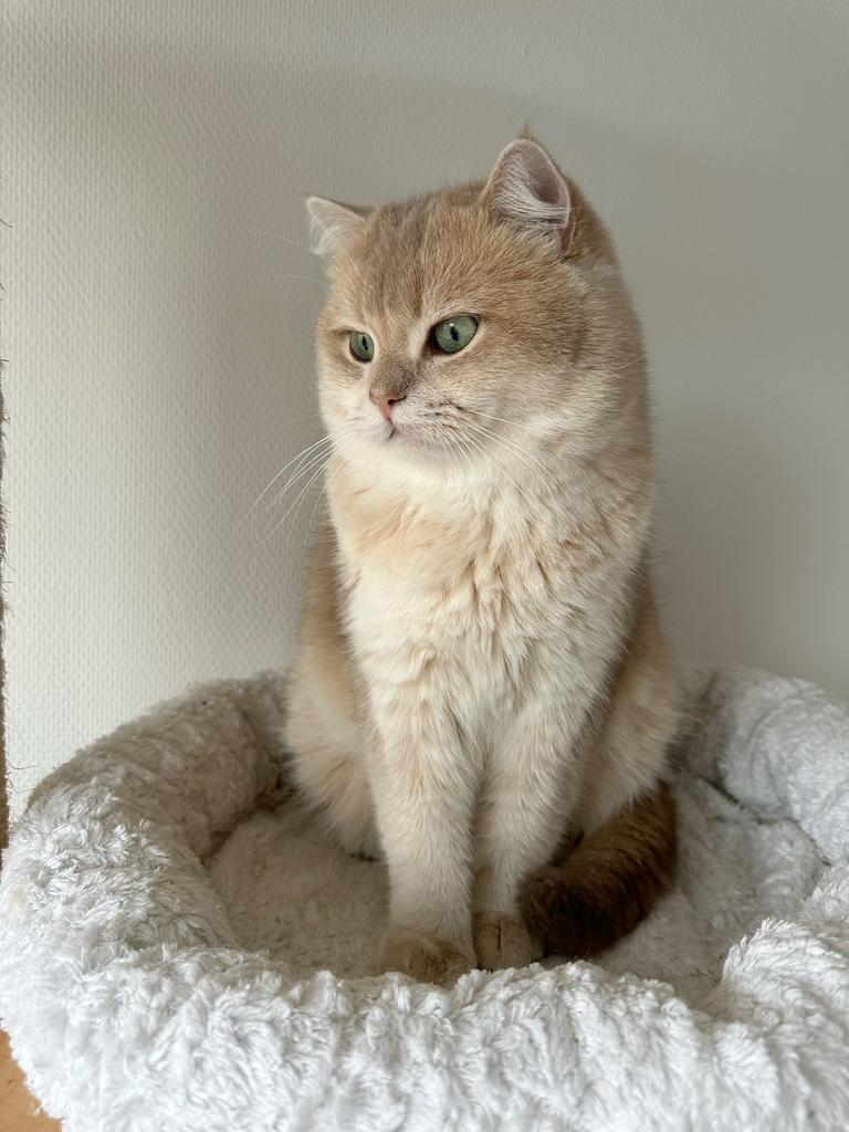 Brits korthaar dekkater, Dieren en Toebehoren, Kater, Met stamboom, 0 tot 2 jaar