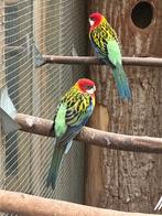 Goudmantel rosella koppels, Dieren en Toebehoren, Vogels | Parkieten en Papegaaien, Meerdere dieren, Parkiet