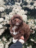 Boompoo pups, boompoo x toy poedel, Dieren en Toebehoren, Parvo, Nederland, Overige rassen, 8 tot 15 weken