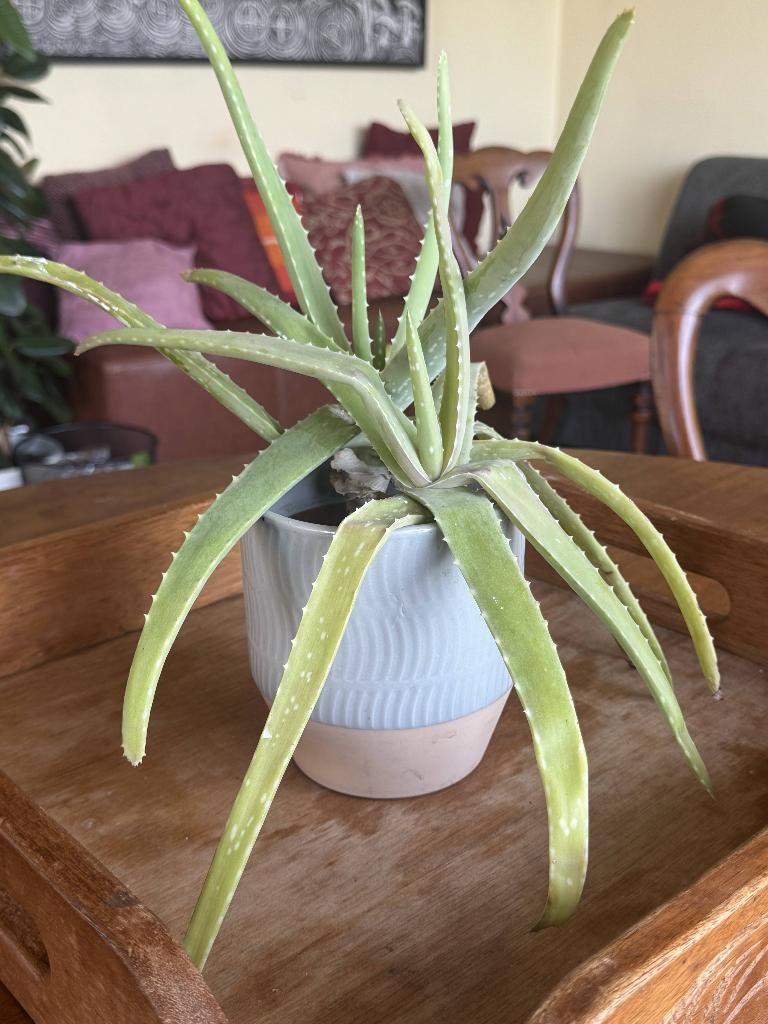 Grote Aloe Vera Plant incl. Sierpot, Huis en Inrichting, Kamerplanten, Ophalen, Vetplant, Halfschaduw, In pot