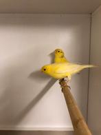 Div Harzer kanaries, Meerdere dieren, Kleurkanarie