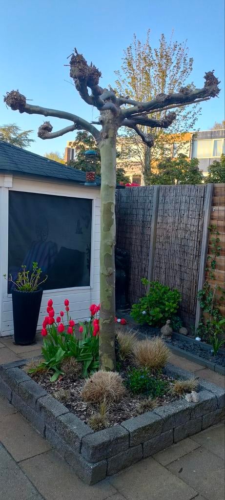 Dakplataan Boom., Tuin en Terras, Planten | Bomen, Ophalen, Volle zon, Overige soorten, 100 tot 250 cm